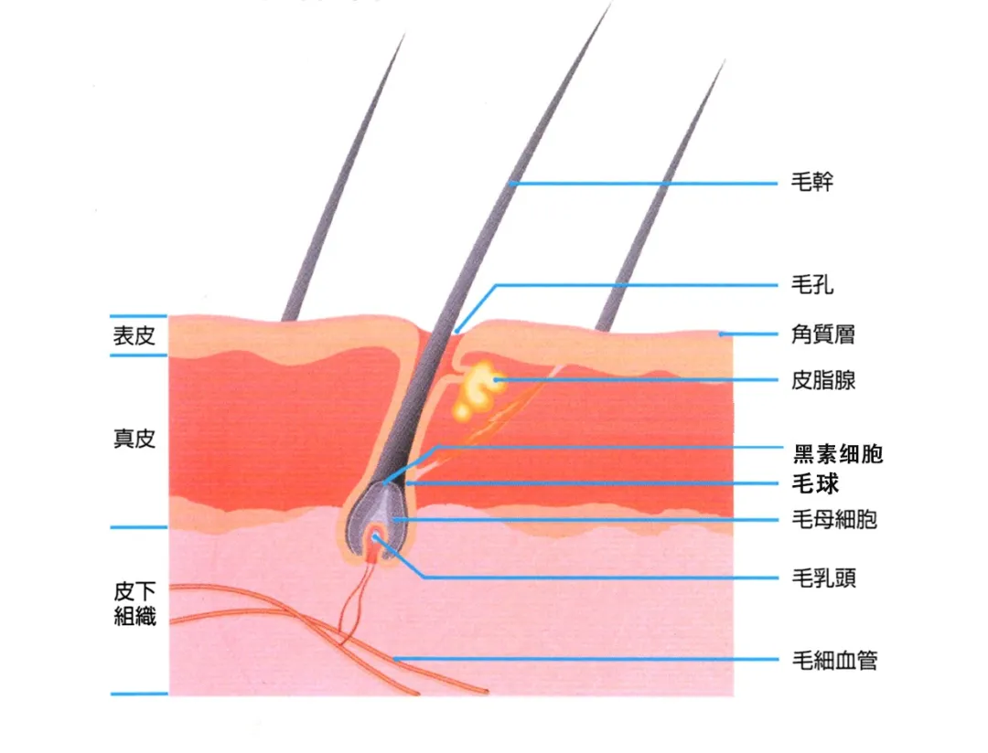 你了解毛囊吗？它原来才是头发的制造工厂