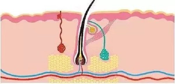 为什么植发不可以用别人的毛囊