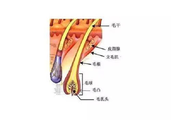 植发后头发的生长过程是什么样的