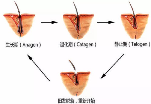 毛囊闭合应该要怎么办