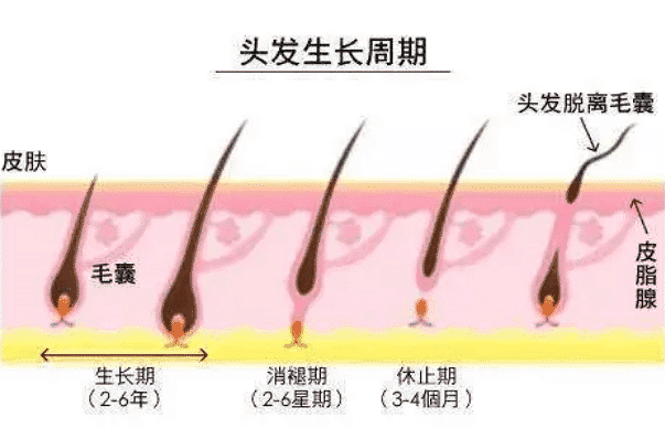 为什么植发不能够用别人的毛囊