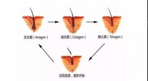 毛囊坏死的症状是什么样的