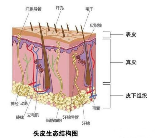 毛囊坏死的症状是什么样的