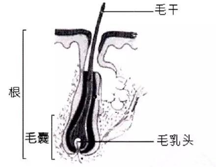 植发所取出的毛囊还会再生吗